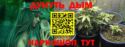 сатива Новодвинск